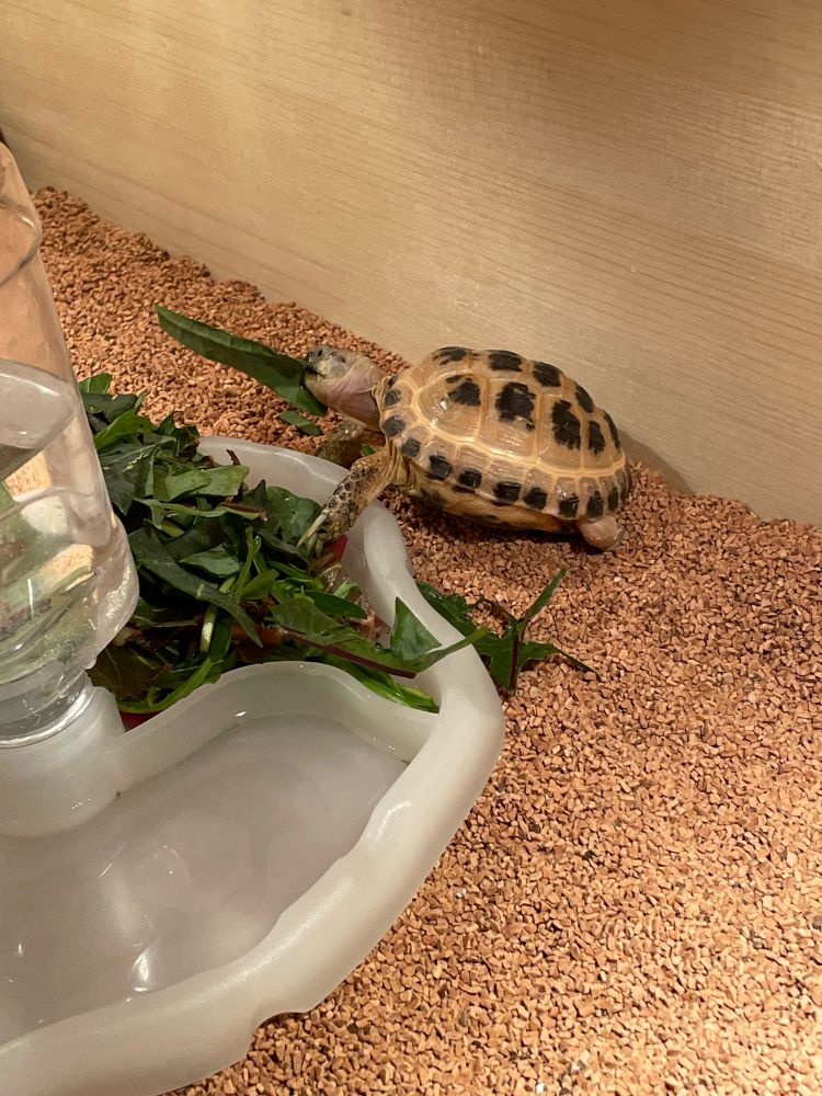 ロシアリクガメのロシちゃん(性別不明)の食事風景