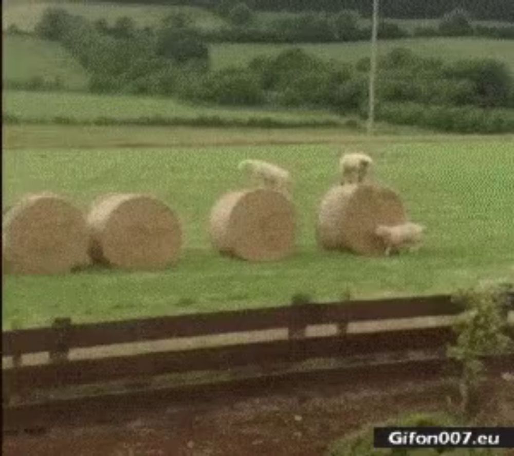 a herd of sheep standing next to bales of hay in a field .