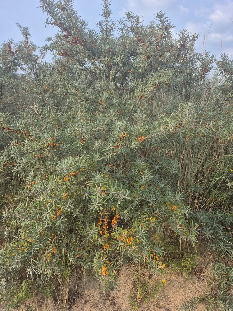 Ein Busch in Dünen