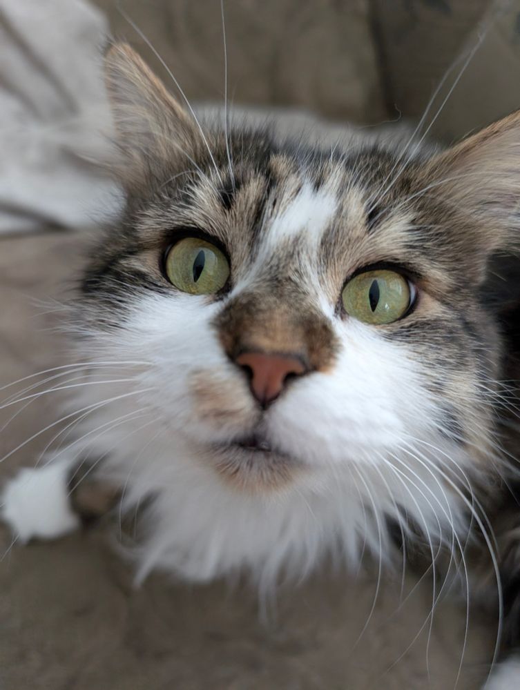 Closeup of a cute cat