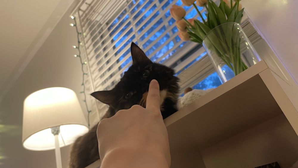 A tortoiseshell kitty up on a white shelf during evening time surrounded by warm lighting being booped on the nose.