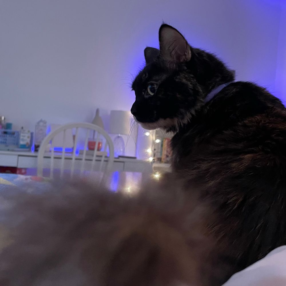 A tortoiseshell kitty sitting on a bed with her tail closest to the viewer and blurry and out of focus while the kitty looks to the side.