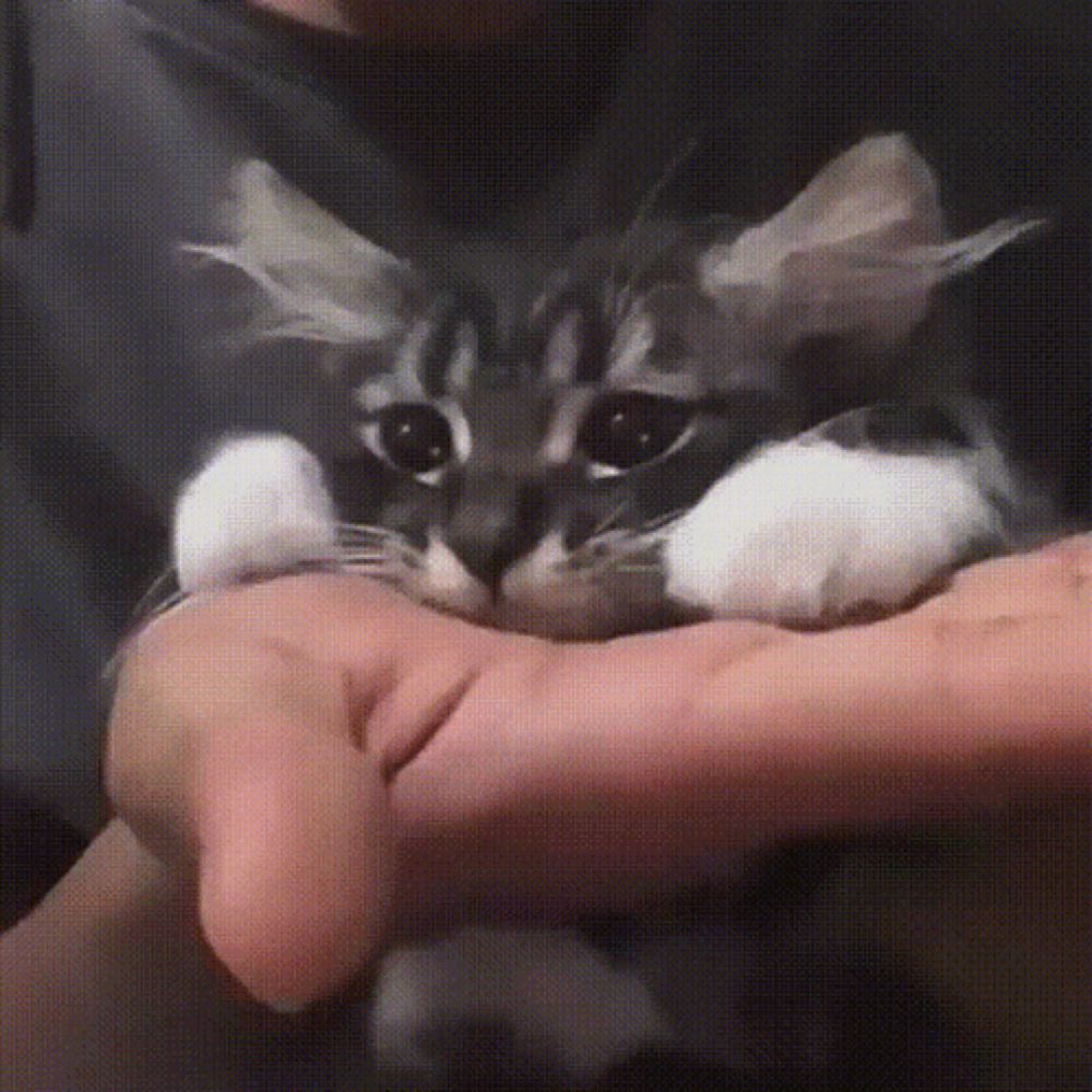 a person is holding a black and white cat in their hands