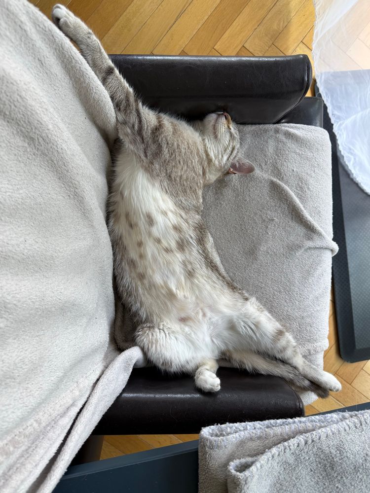 Photo d’un objectivement sublime chat tigré blanc et gris sur le dos dans une position qui suggère qu’il tape sa meilleure sieste