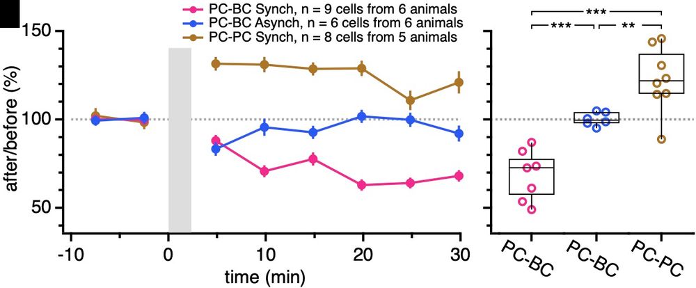 We observed anti-Hebbian PC→BC LTD in response to synchronous pairing, no plasticity in response to asynchronous PC→BC pairing , and Hebbian LTP in response to PC→PC synchronous pairing.
