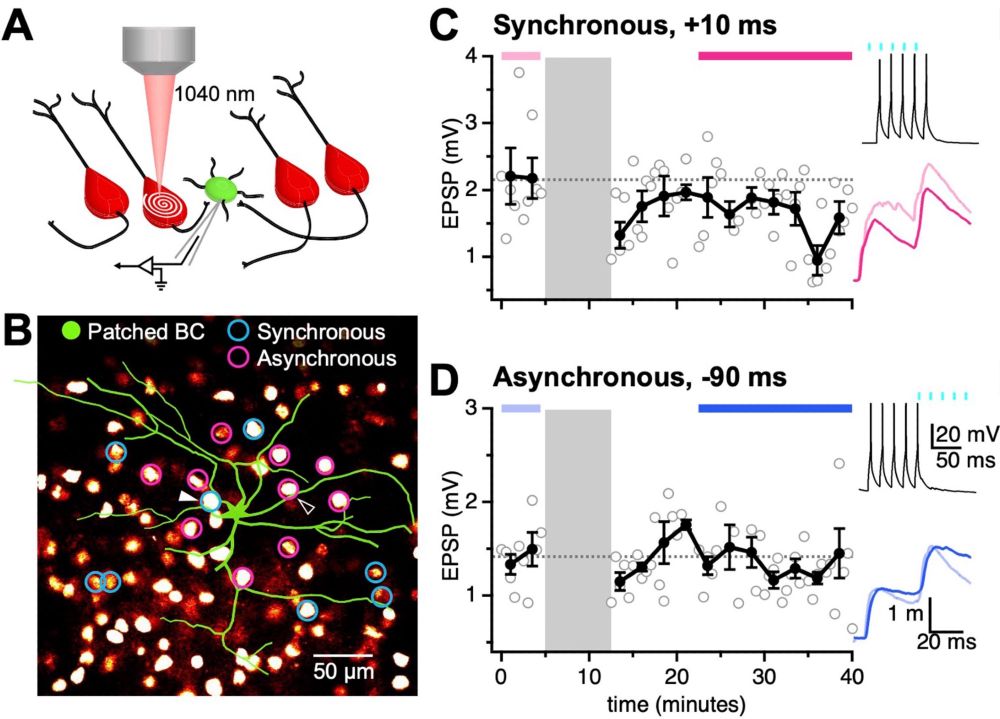 Synchronous EPSP-AP pairing elicited PC→BC LTD. (A) PC→BC synapses were identified using 2P optogenetics. (B) Multiple ChroME
expressing PCs (red fluorescence) were sequentially activated by 2P excitation to find connections onto the patched BC (green circle). (C) Synchronous pairing at this sample PC→BC synapse elicited LTD. (D) Asynchronous pairing at this sample PC→BC connection did not evoke detectable plasticity.