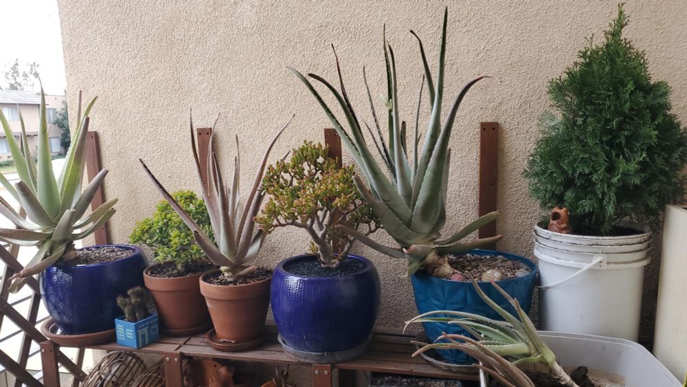 A shelf full of potted plants