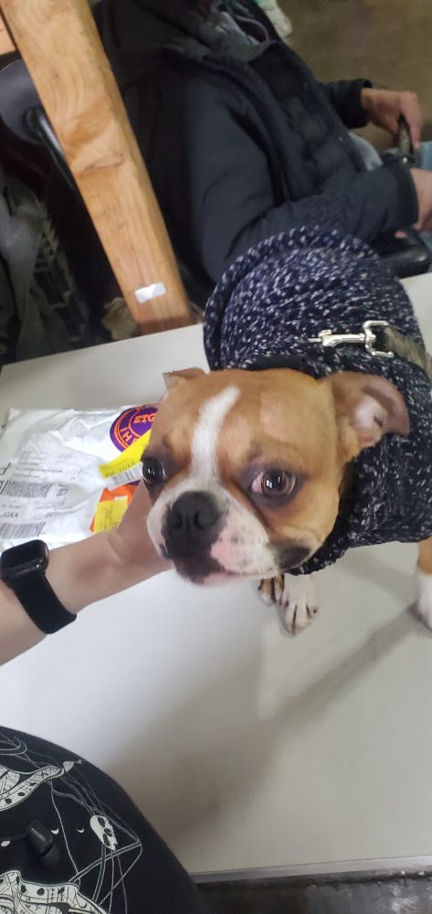 A wiggly Boston terrier.