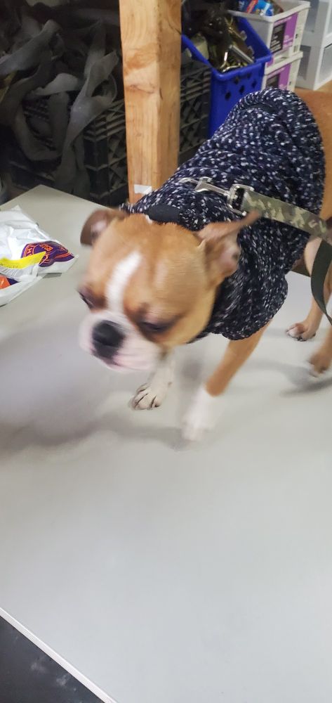 A wiggly Boston terrier.