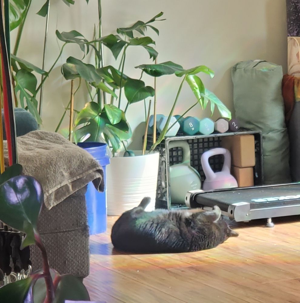 A black cat plays in a sunny room.
