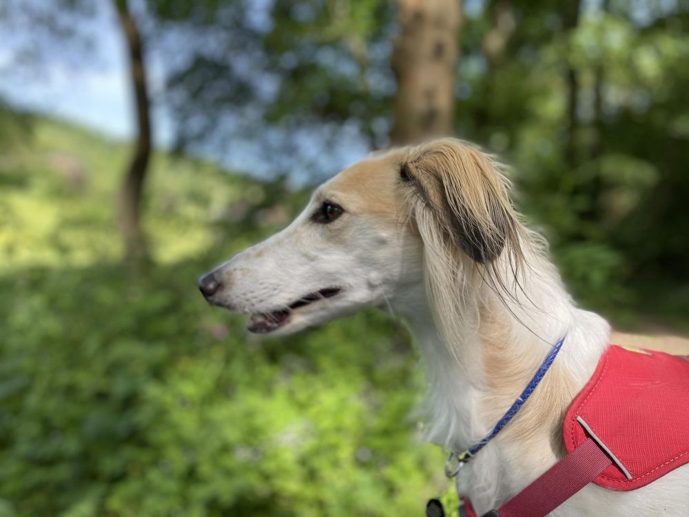 My dog, Douglas, a saluki, who ate my 1/72 Coleoptere.