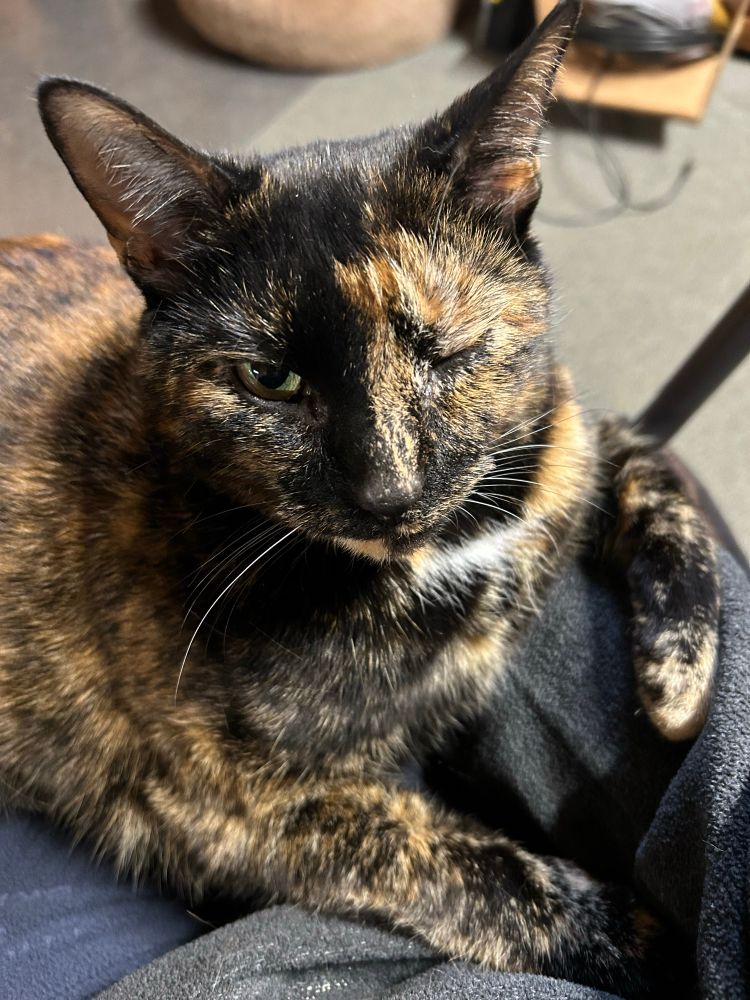 Samba kitty