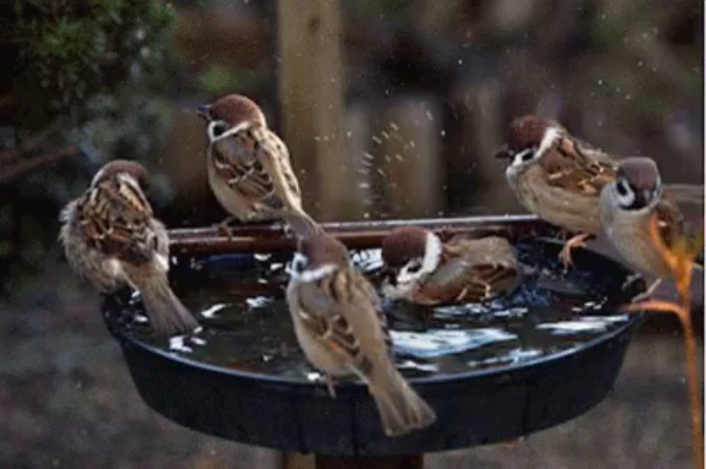 a group of birds are taking a bath in a bowl of water .