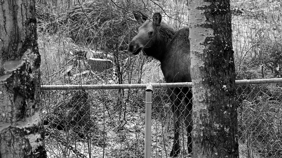 A baby Alaskan moose munching on the felled budding treetop of a birch tree.