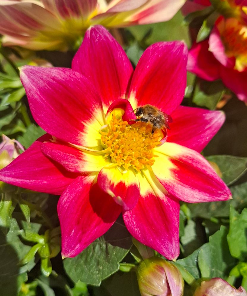 Dahlien-Blüte mit einer Biene