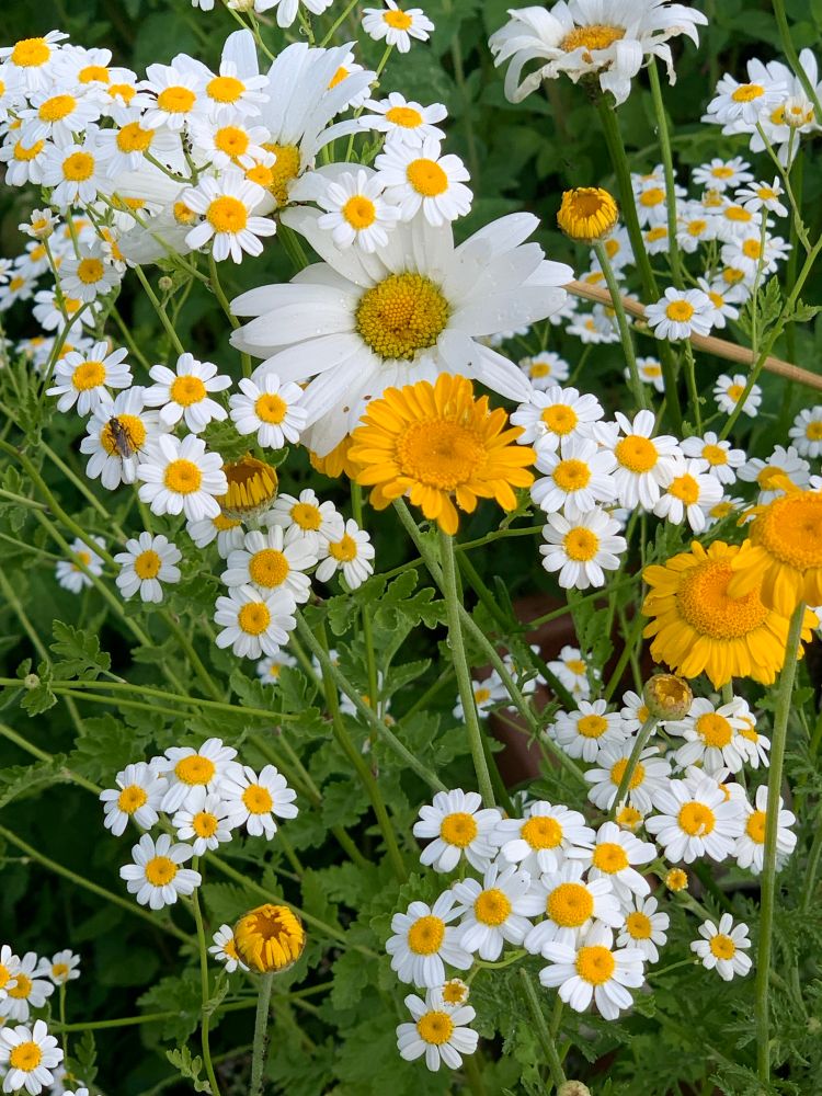 A daisy, feverfews, and dyer’s chamomiles 