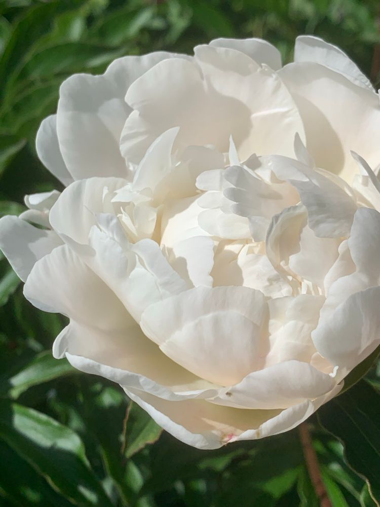 Close-up of a white peony against a green backdrop 