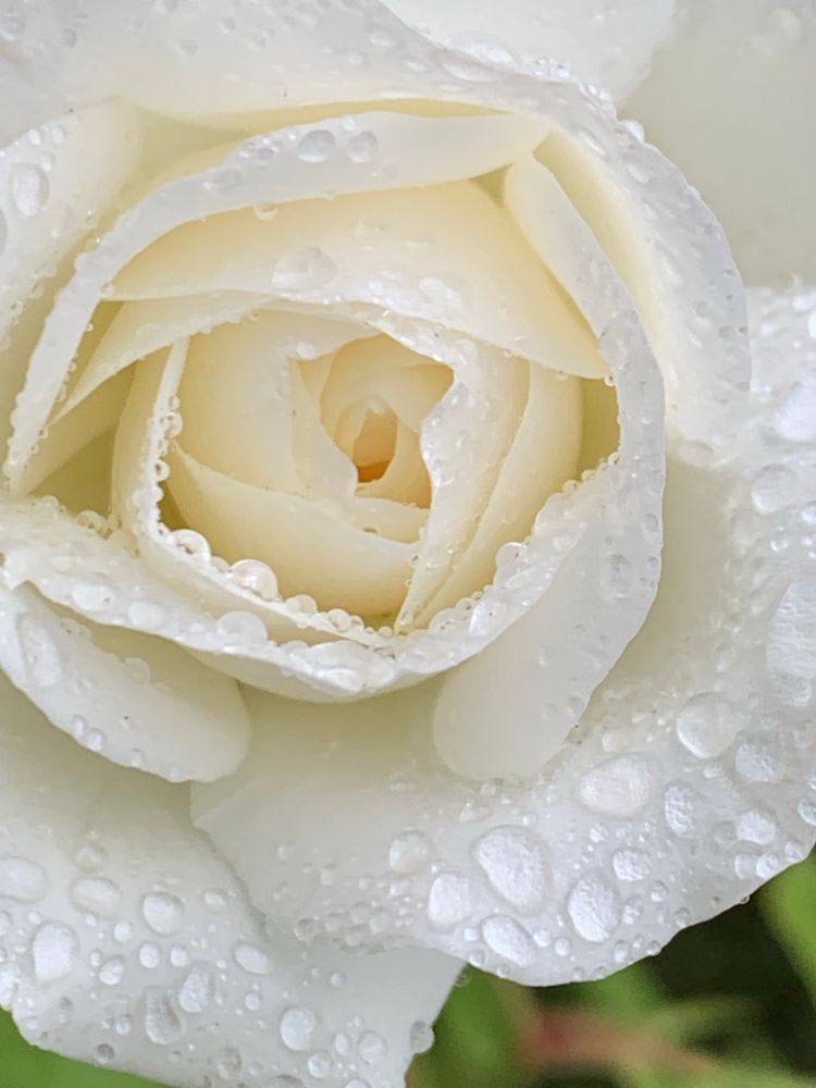 White ‚Schneewittchen‘ rose covered with raindrops 