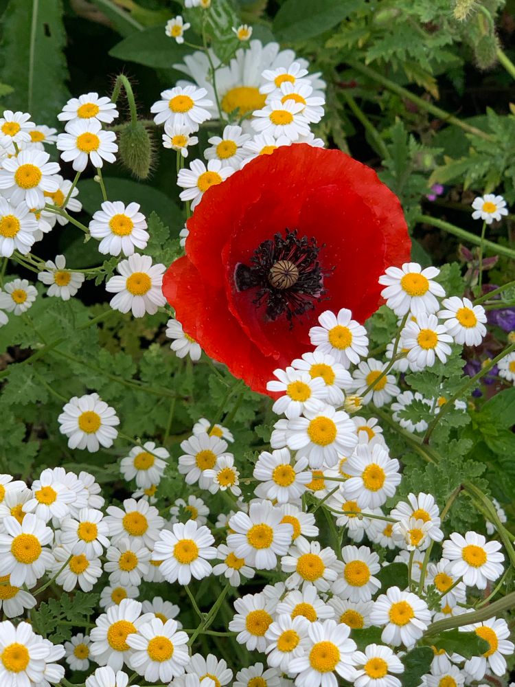 A poppy with feverfews