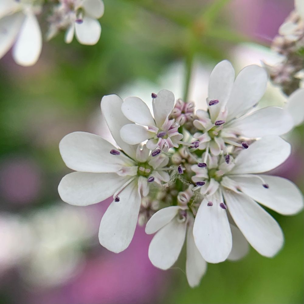 Macro shot of a coriander flower