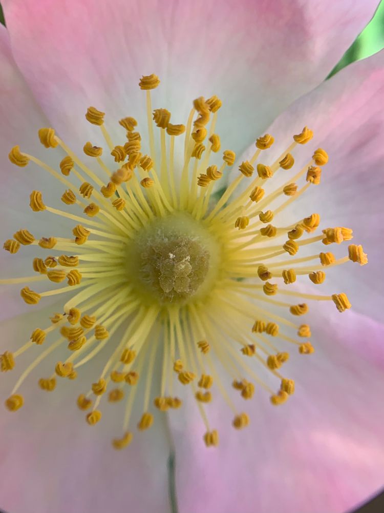 Close-up of a vitamin rose calyx and petals