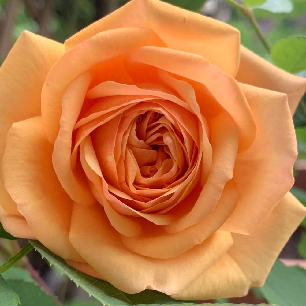 Apricot Charles Austin rose