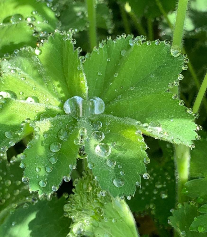 Close-up of an Alchemilla Mollis sprinkled with raindrops, illuminated by sunlight