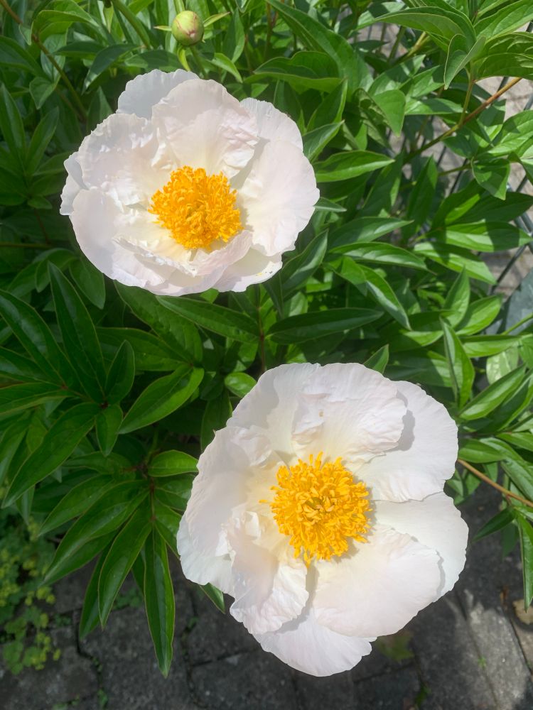 Two white peonies against green backdrop 