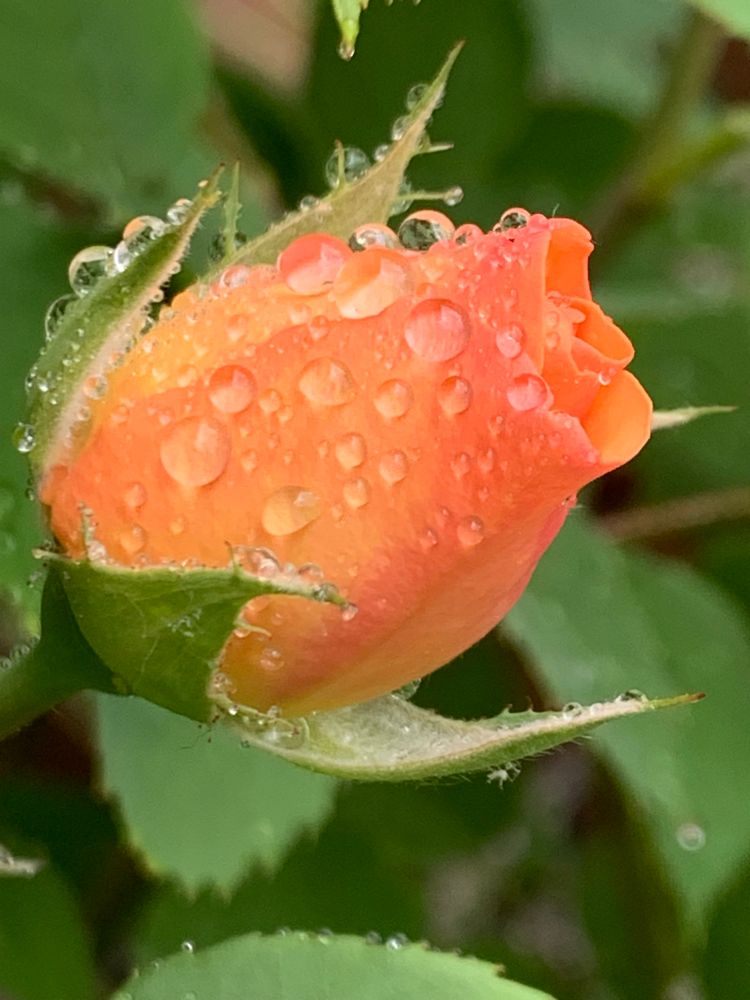 Orange Charles Austin rosebud covered with raindrops 