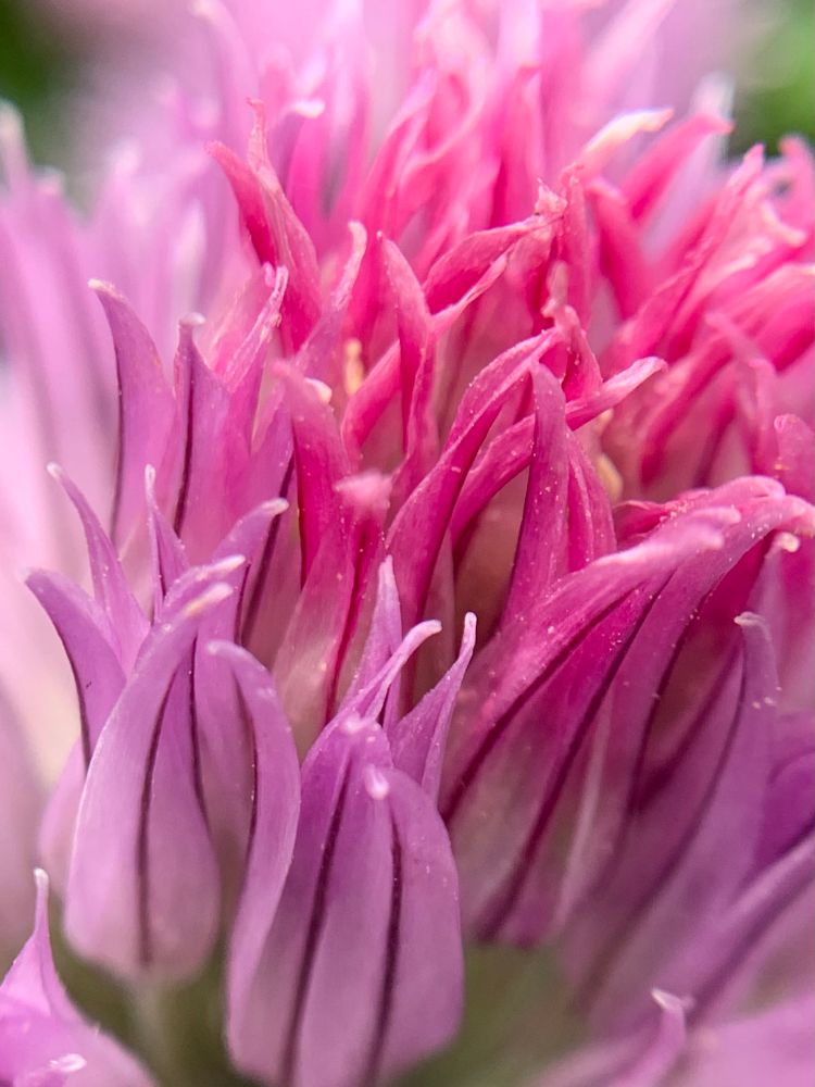 Macro shot of chives in full bloom 
