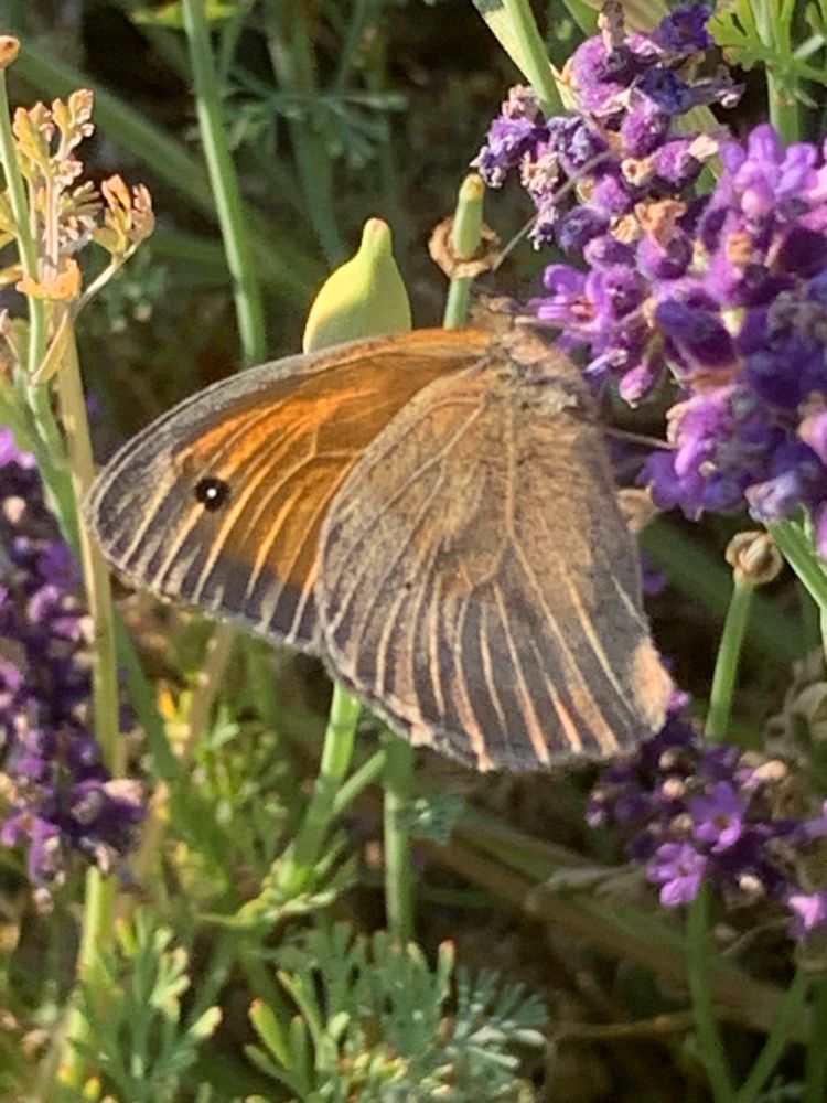 Meadow brown on lavender