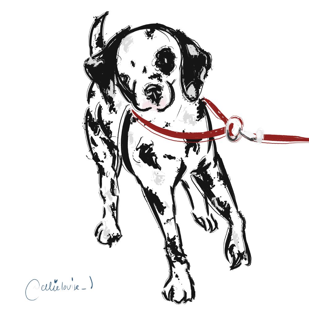 rough inky drawing of a dalmatian dog running towards the camera