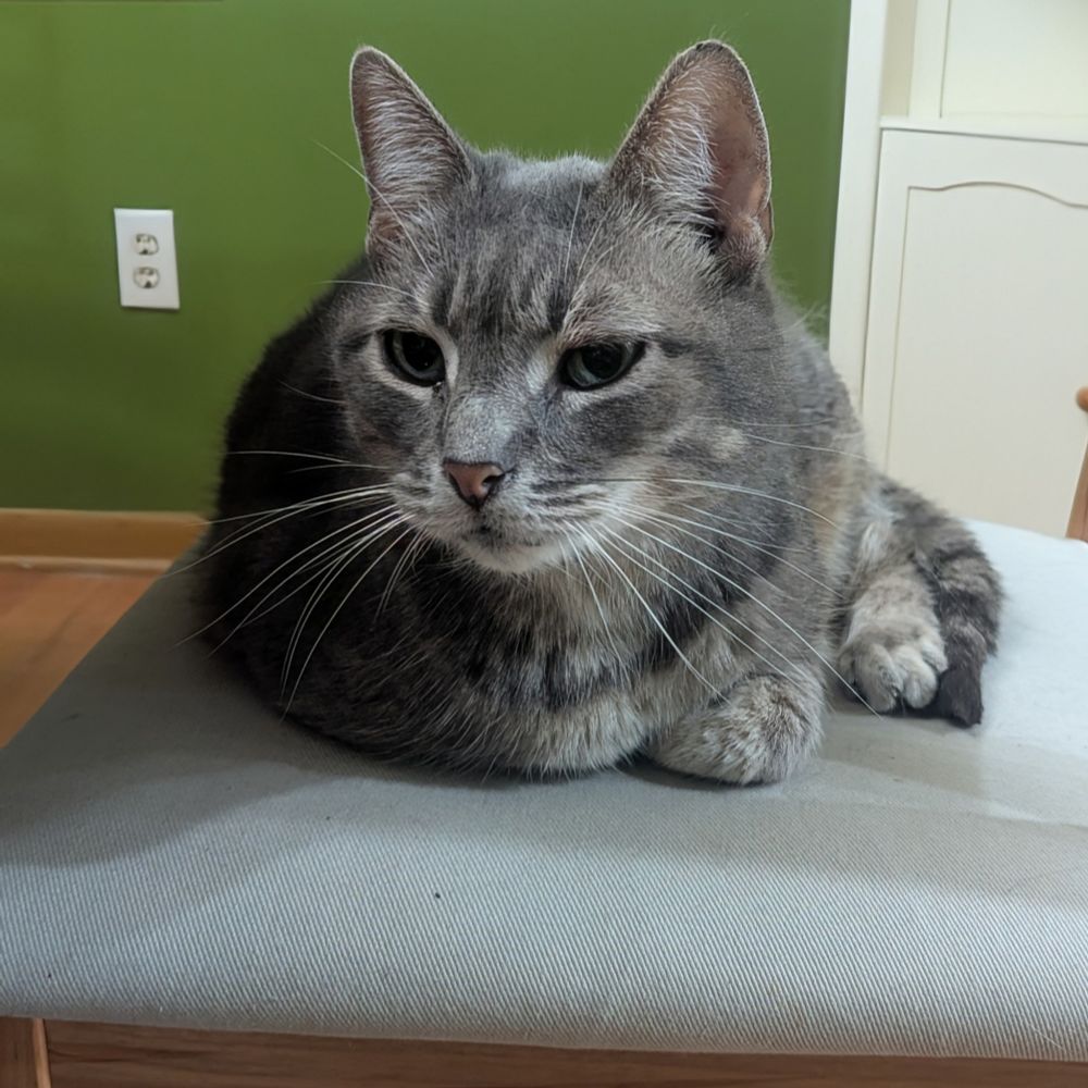 A photo of a gray cat sitting on a chair. 