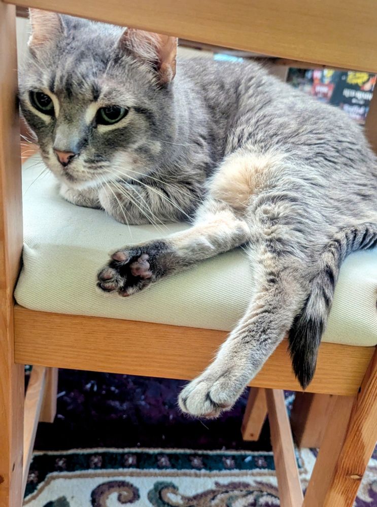 A photo of a gray cat sitting in a chair with her leg sticking out at a silly angle. 