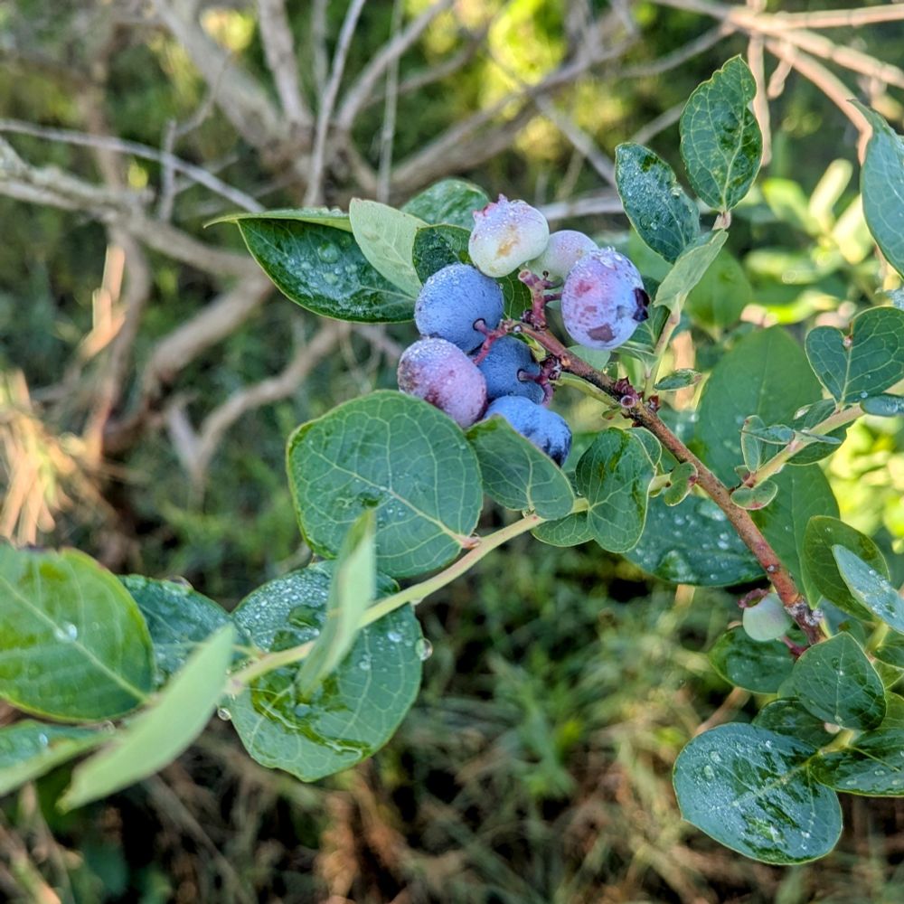 A photo of blueberries on the bush. 
