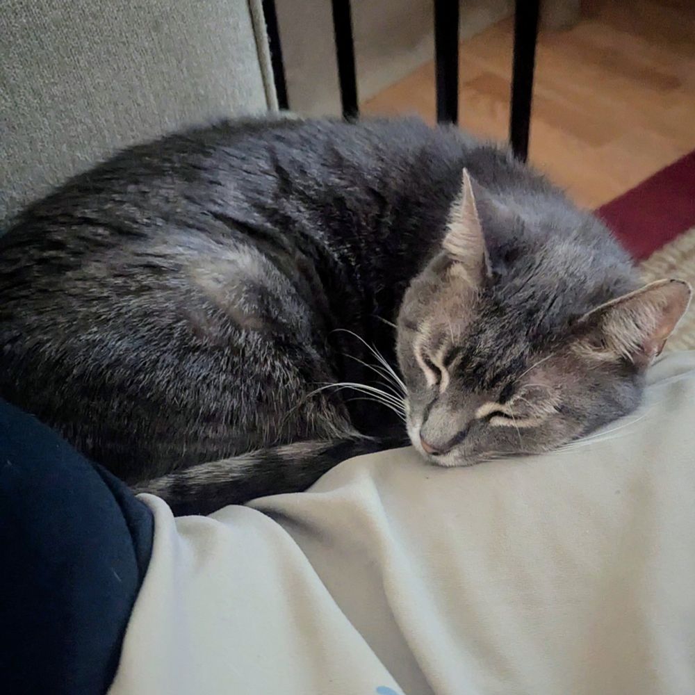 A photo of a gray cat curled up asleep. 