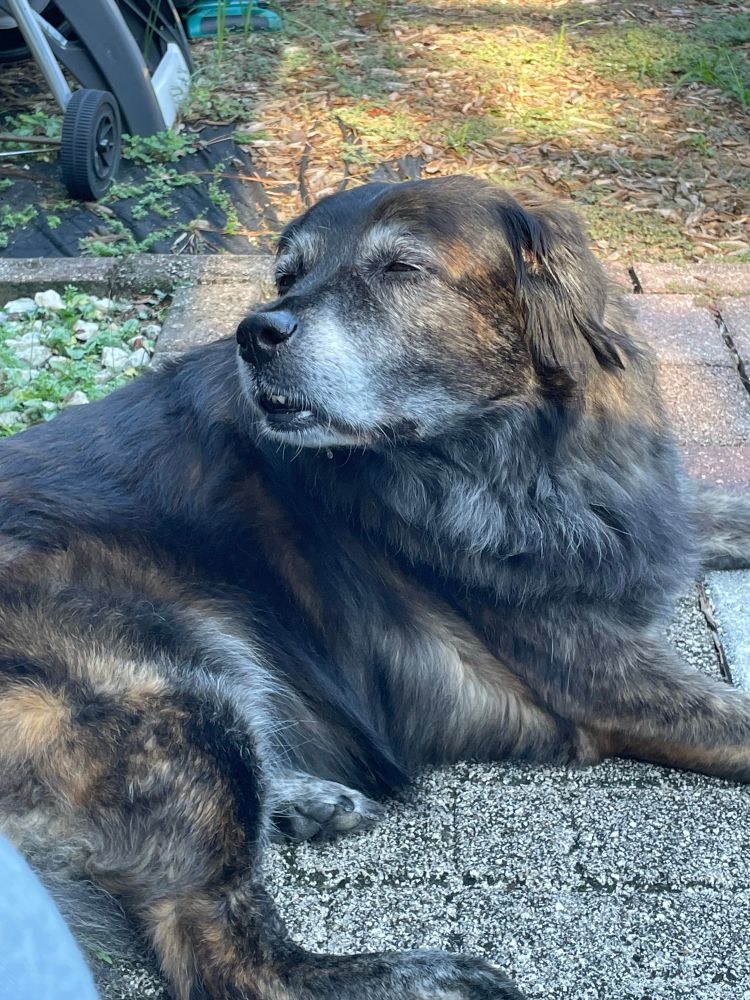 My gal, Harley. A black and brown brindle girl dog with a dignified amount of gray markings on her muzzle. She is laying on pavers outside, smelling morning smells. This was much earlier than the Amazon person, but is what we’ve been doing: getting her to be able to relax in courtyard safety while hearing/smelling people, animals, cars, etc. 