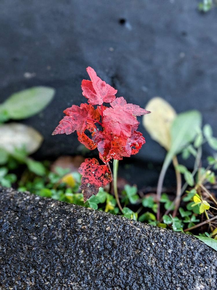Red maple seedling growing in a crack in black asphalt pavement wet from a recent rainfall. Bright green various weeds growing around it and blurred in the background. Overcast sky and saturation from the rain make the colors contrast and vibrant.