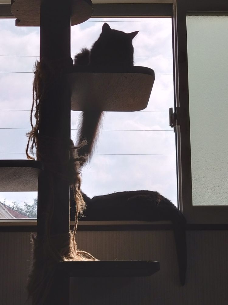 ねこです(窓辺が好き)