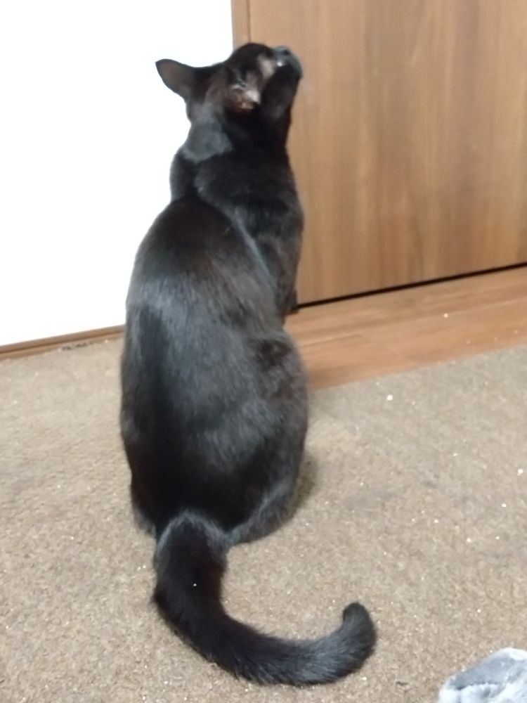 大ちゃん、写真では大して違いが分からないけど触ると結構骨に触れる気がしてならぬ( -᷅ᾥ-᷄ )これで冬と体重変わらないのか…