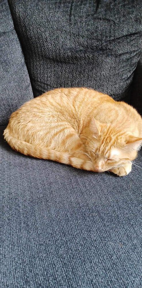 A photo of a sleeping orange cat named Chonk.