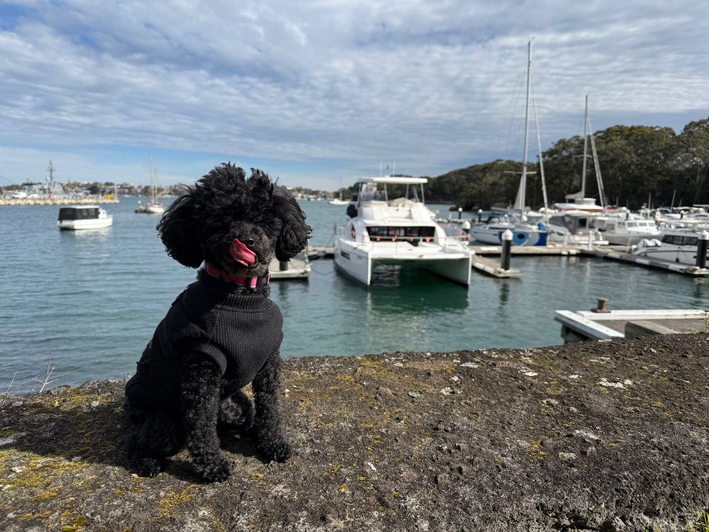 Photo of a black toy poodle sitting on a sandstone wall, with water, yachts, and boats in the background.