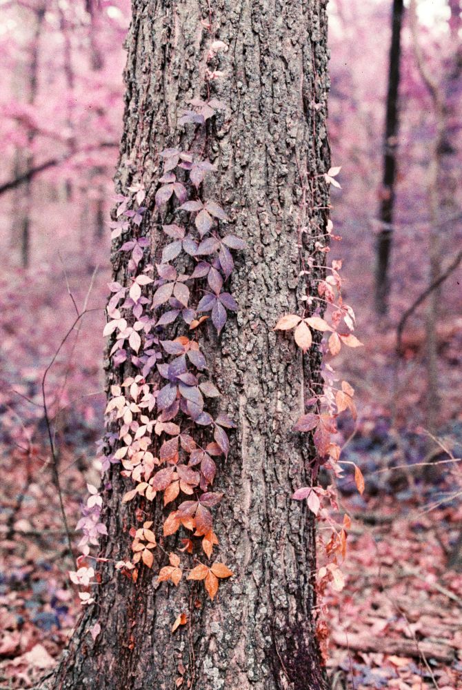photo of autumn leaves along a tree trunk taken with lomochrome purple film which color shifts green shades to purple