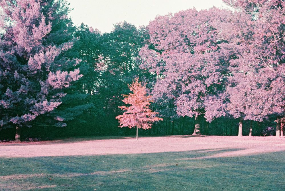 a lone red tree standing out against the edge of a wooded area, shot on a film with color-shifting properties where the normal green leaves of the grass and trees in the background look more purple