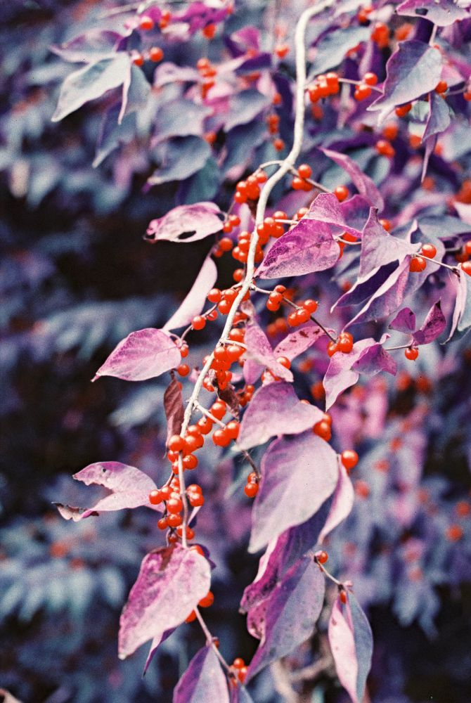 film photo taken of the branch of a plant, with red berries among the leaves. the film has an effect shifting the green colors to purple