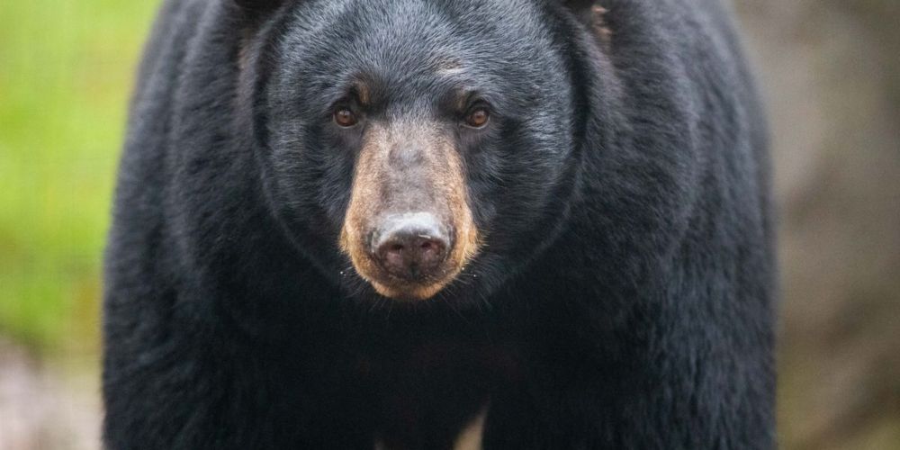 How a New Hampshire libertarian utopia was foiled by bears