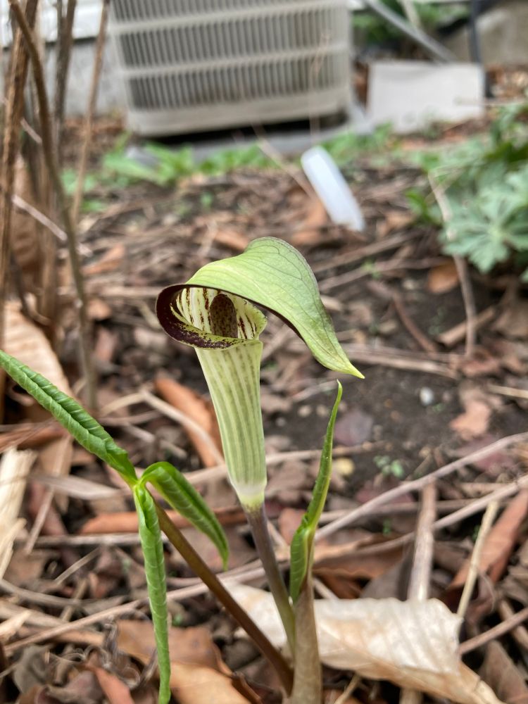 jack-in-the-pulpit's weird little flower, high purple morph