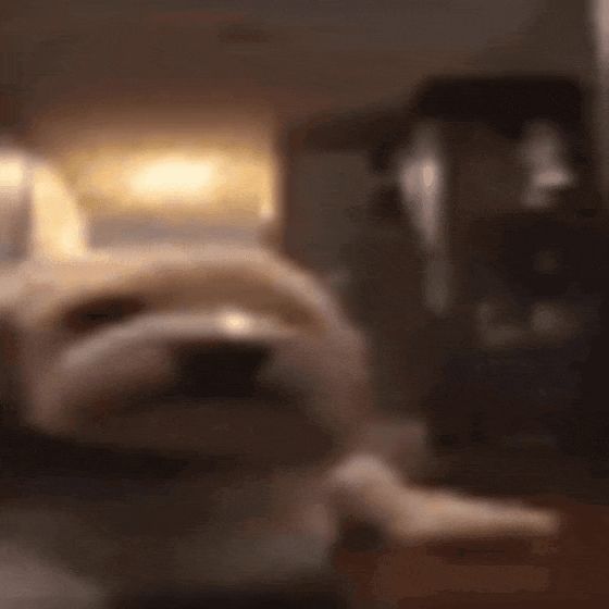 A dog laying down, switching into a prop which is flown across the room
