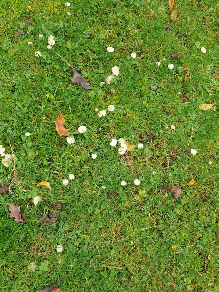 A photo of my lawn with very small edible mushrooms