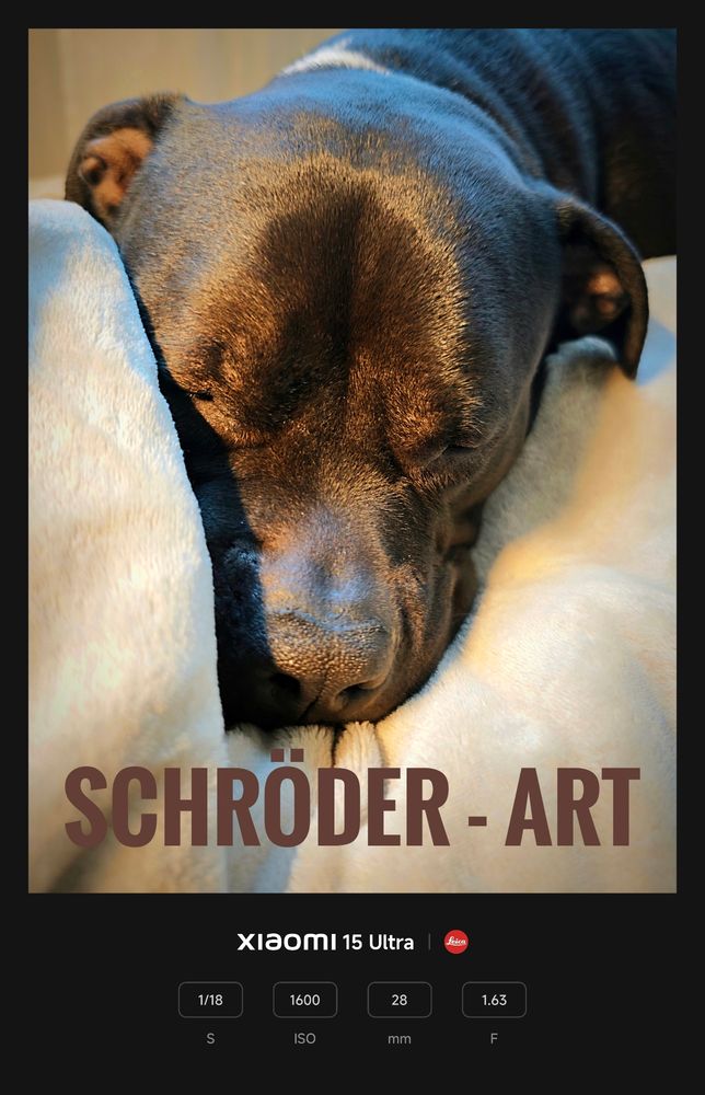 Schröder liegt mit seinem Kopf auf meinem  Schoß und schläft.